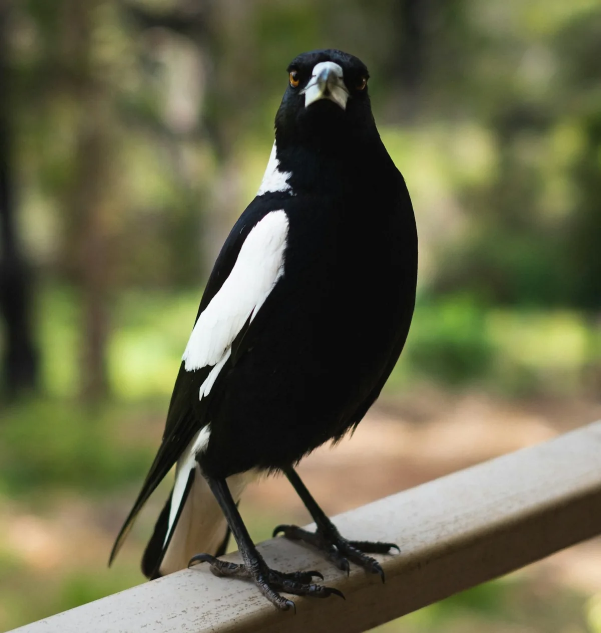 Australian magpie