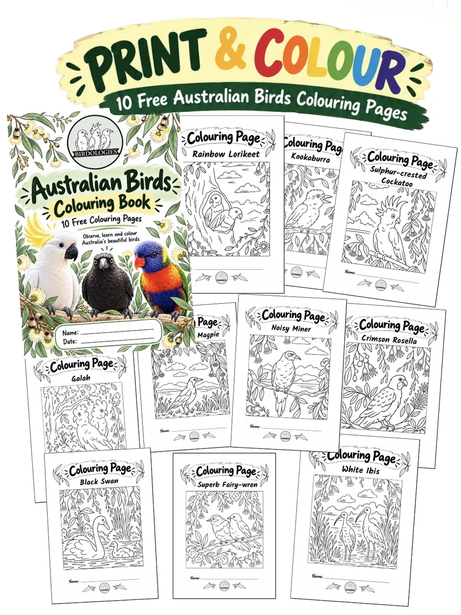Birdologies Australian Birds Colouring Book — 10 free colouring pages