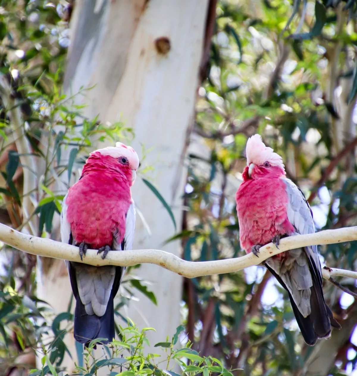 Pink and grey galah