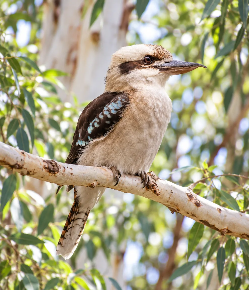 Laughing kookaburra