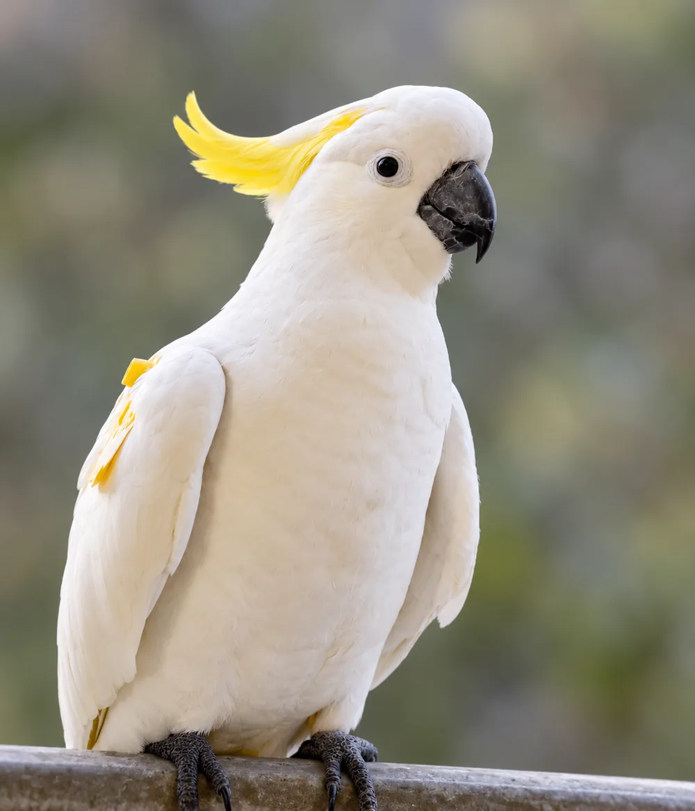 Sulphur-crested cockatoo